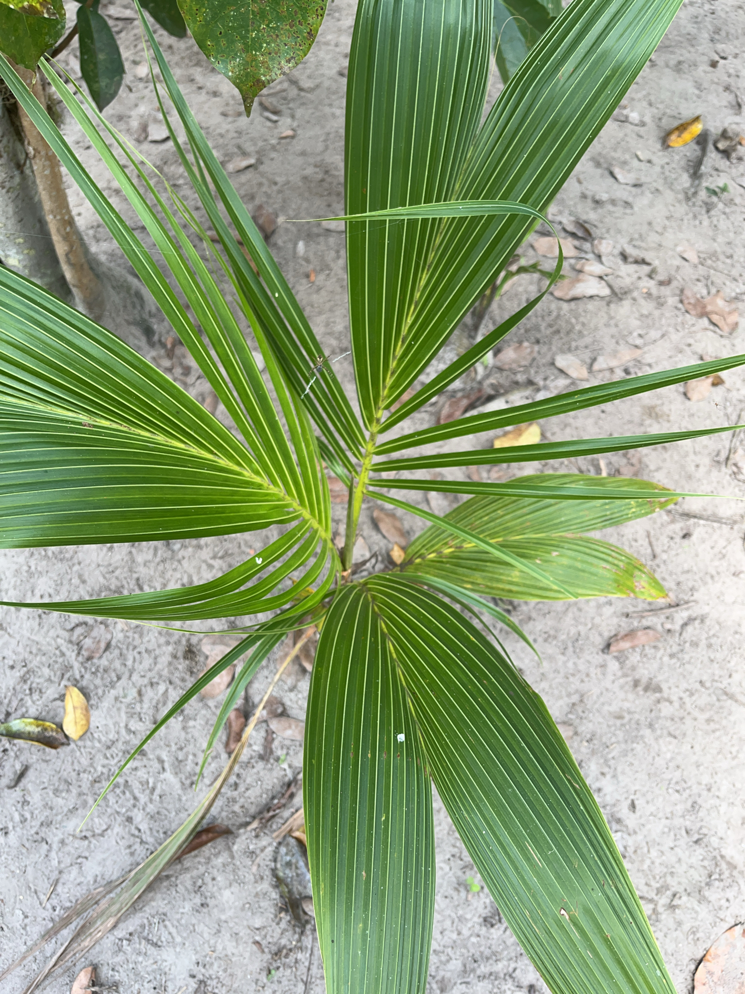Cocos nucifera