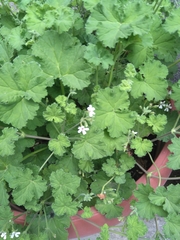 Geranium rotundifolium