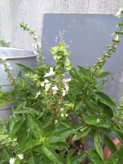 Ocimum basilicum
