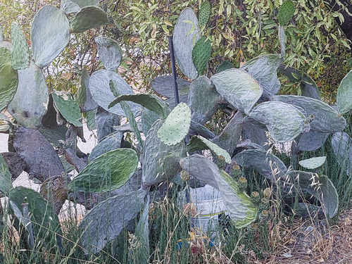 Avistamiento Chumbera (Opuntia ficus-indica)