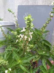 Ocimum basilicum