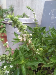 Ocimum basilicum