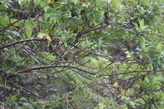 Thlypopsis superciliaris