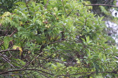 Thlypopsis superciliaris