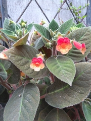 Kohleria
