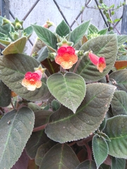 Kohleria