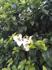 Bougainvillea glabra