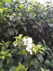 Bougainvillea glabra