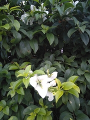 Bougainvillea glabra