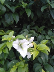 Bougainvillea glabra