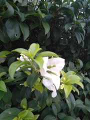Bougainvillea glabra