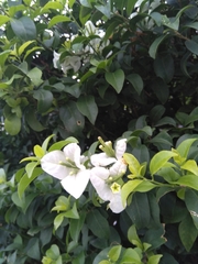 Bougainvillea glabra