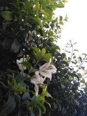 Bougainvillea glabra