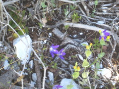 Campanula ramosissima