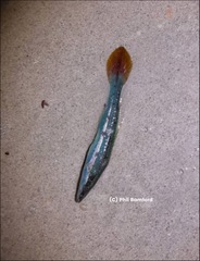 Long-Rayed Weed-Whiting photo 5