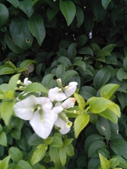 Bougainvillea glabra
