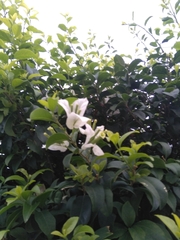 Bougainvillea glabra