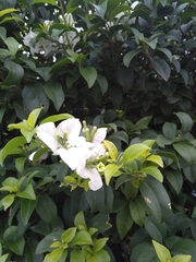 Bougainvillea glabra