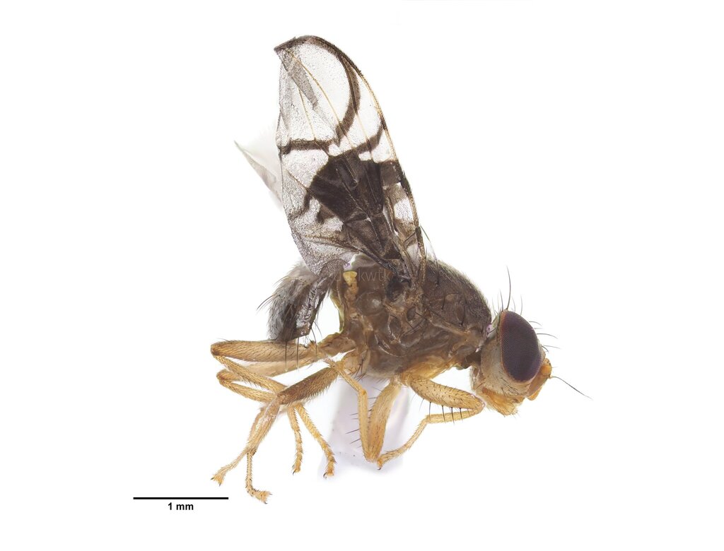Anomoia leucochila