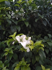 Bougainvillea glabra