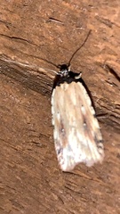 Agonopterix atrodorsella