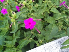 Mirabilis jalapa