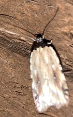 Agonopterix atrodorsella