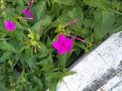 Mirabilis jalapa