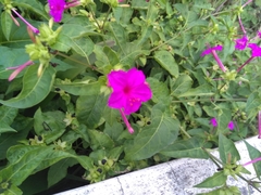Mirabilis jalapa