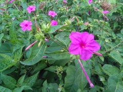 Mirabilis jalapa