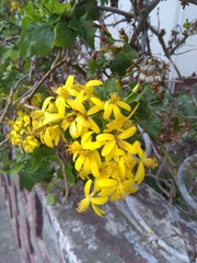 Senecio tamoides
