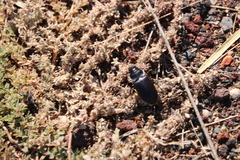 Coleoptera