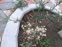 Erigeron bonariensis