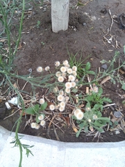 Erigeron bonariensis