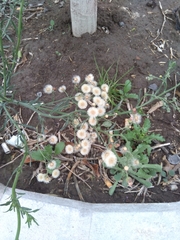 Erigeron bonariensis