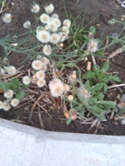 Erigeron bonariensis