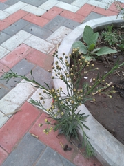 Erigeron bonariensis
