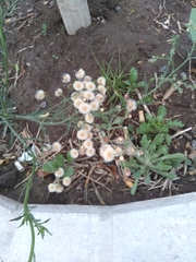 Erigeron bonariensis