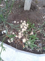 Erigeron bonariensis