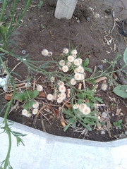 Erigeron bonariensis