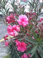 Nerium oleander