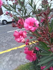 Nerium oleander