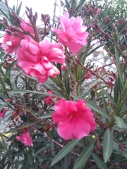 Nerium oleander