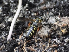 Myzinum carolinianum