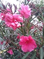 Nerium oleander
