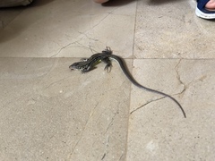 Medopheos edracanthus