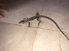 Medopheos edracanthus