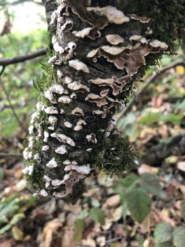 Stereum ochraceoflavum