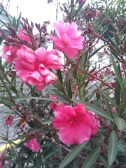Nerium oleander