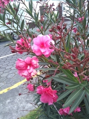 Nerium oleander